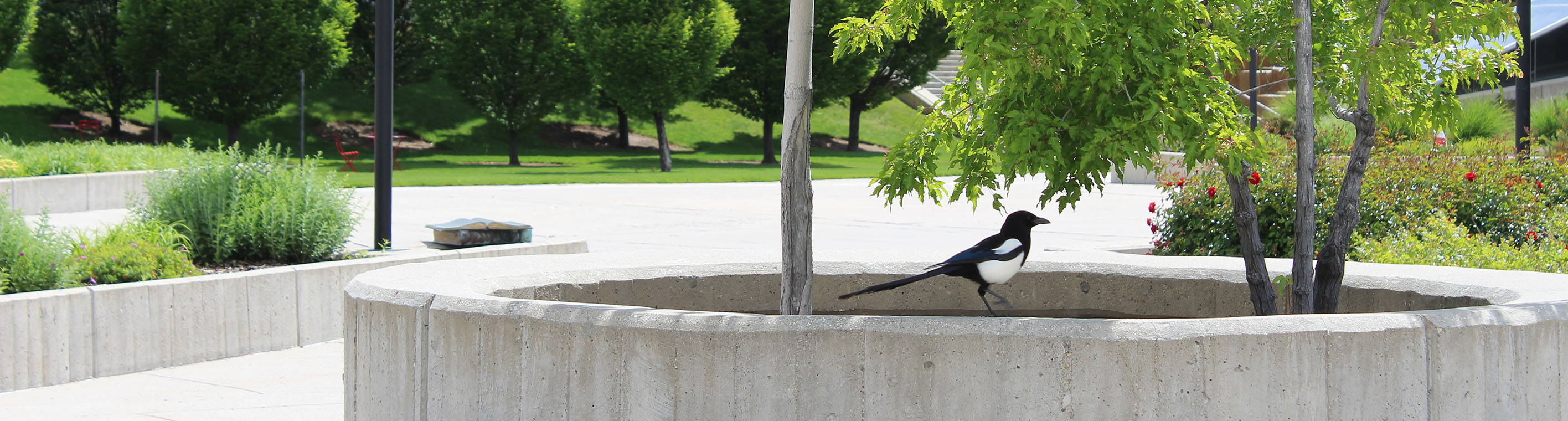 campus scene with Magpie